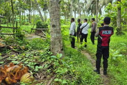 Sapi Limosin Senilai Rp28 Juta Milik Warga Temon Hilang Dicuri, Begini Kronologinya