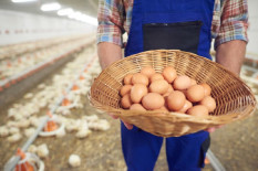 Harga Daging Ayam dan Minyak Goreng Turun, Telur Ayam Naik