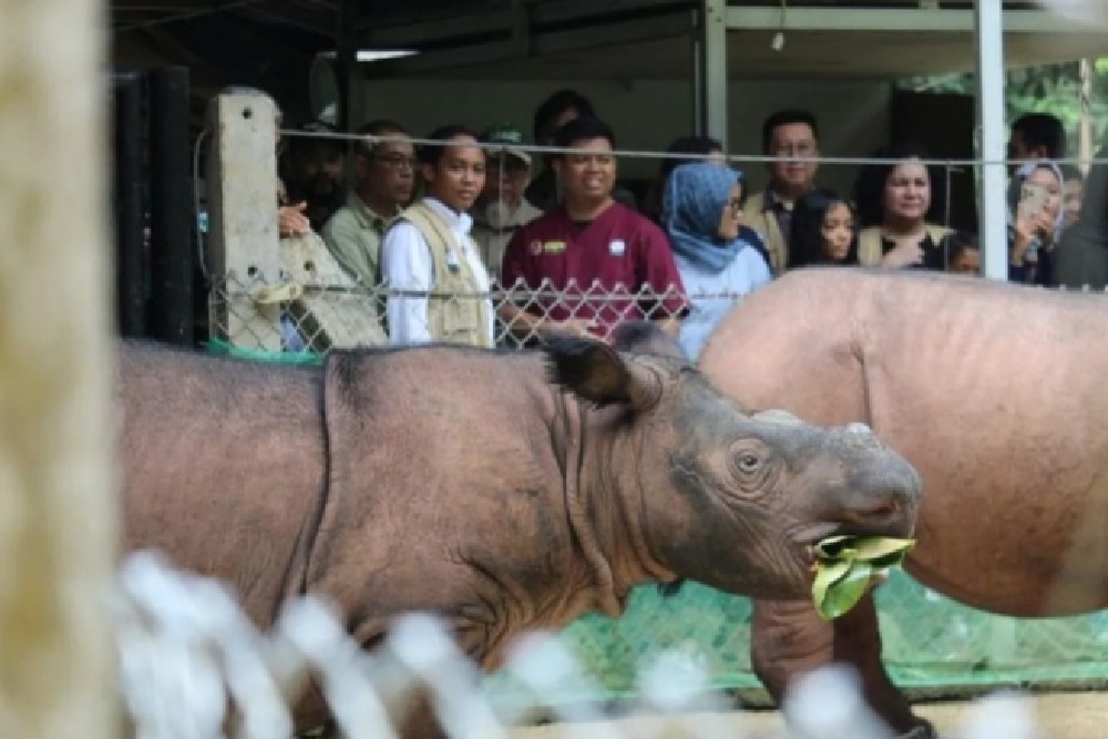 Sejak 1998, Jumlah Badak Sumatera di Pusat Pengembangbiakan Bertambah 5 Ekor