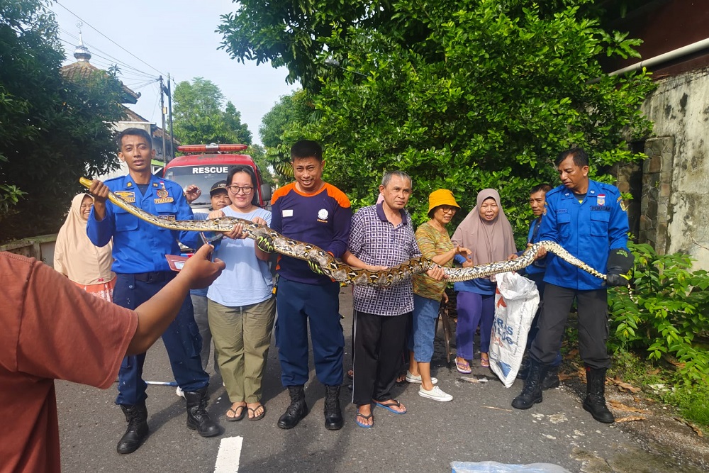 Damkar Jogja Evakuasi Ular Piton yang Masuk ke Rumah Warga di Klitren