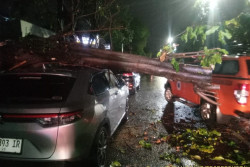 Dampak Hujan Deras Disertai Angin di Jogja, Sebuah Pohon Tumbang Timpa Mobil di Baciro