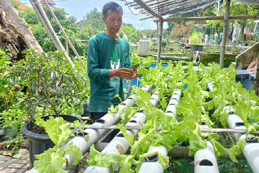 KWT di Kota Jogja Berharap Bisa Digandeng untuk Program Makan Siang Bergizi Gratis