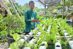 KWT di Kota Jogja Berharap Bisa Digandeng untuk Program Makan Siang Bergizi Gratis