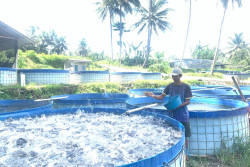 Upah Warga Banjarharjo Melampaui UMK Kulonprogo Berkat Budidaya Lele