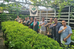 Jogja Tak Cuma Malioboro, Kampung Wisata Ini Tawarkan Serunya Urban Farming untuk Wisatawan