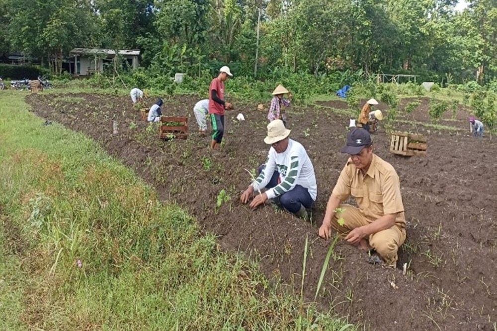 Budidaya Nilam 4 Hektar di Kalibawang Tambah Penghasilan Warga