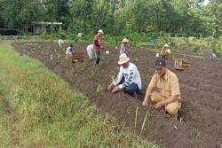 Budidaya Nilam 4 Hektar di Kalibawang Tambah Penghasilan Warga