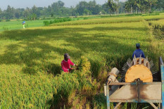 Petani Bantul Masih Kekurangan Ratusan Traktor, Ini Daerah yang Membutuhkan