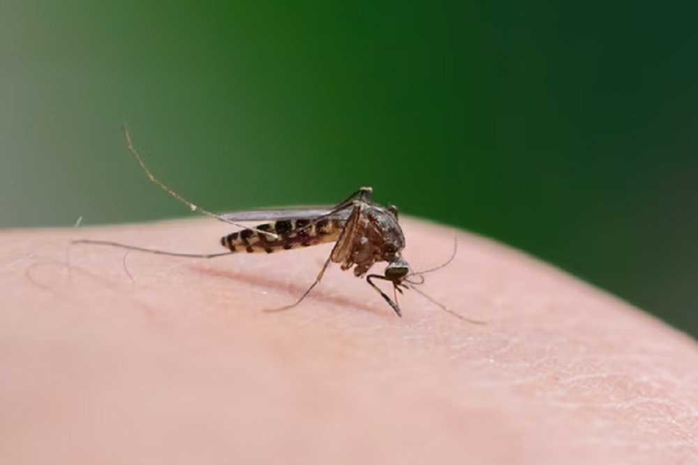 Ratusan Warga Gunungkidul Suspek Chikungunya