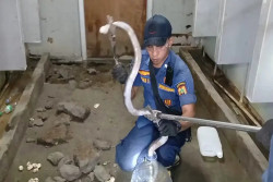Belasan Ular Kobra Ditemukan di Toilet Rest Area Tol Sragen
