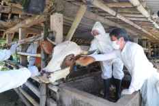 Tak Masalah Peternak Jual Sapi Positif PMK dengan Harga Murah, Pemkab Bantul: Bukan Zoonosis