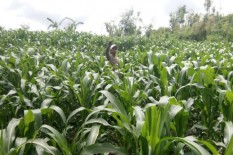 Kaya Manfaat, Pemkot Jogja Kenalkan Jagung Pulut ke Kelompok Tani