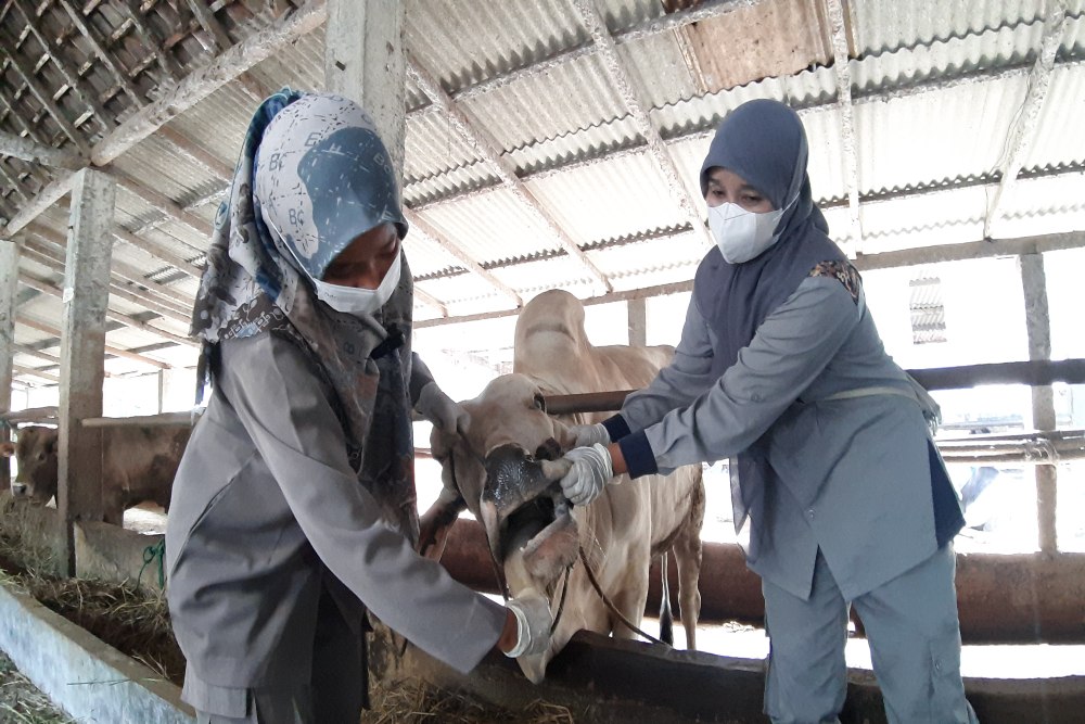 Transaksi Jual-Beli Sapi di Sleman Turun Ratusan Juta Akibat Kasus PMK