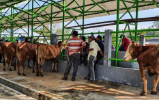 Mulai Besok, Pasar Hewan Imogiri Bantul Ditutup, Ini Penyebabnya