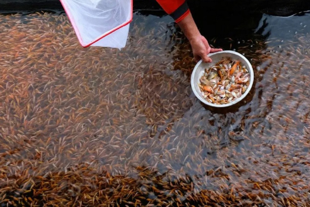 Produksi Benih Ikan di Sleman Mencapai 1,47 Miliar Anakan