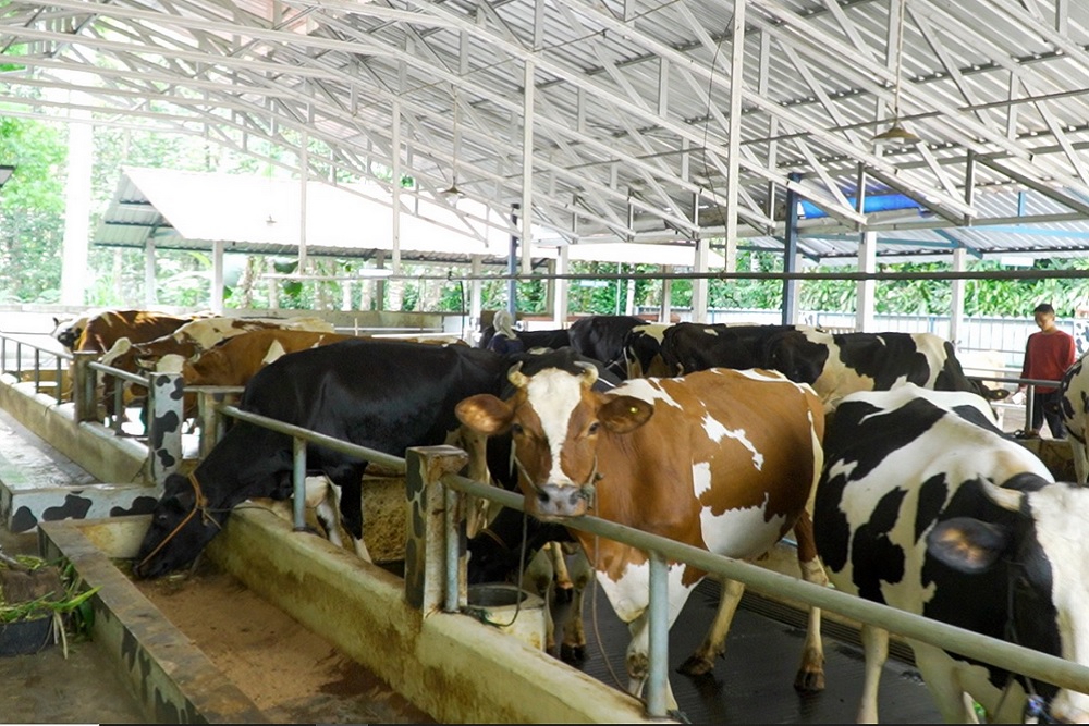 Produksi Susu Sapi di Sleman Mencapai 4,3 Juta Liter