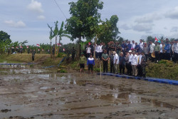 200 Hektare Lahan Pertanian di Srandakan Terendam Air, Mentan Minta BBWSO Segera Menangani