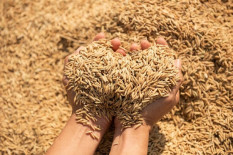 Meninjau Lahan Pertanian di Bantul, Mentan Minta Bulog Beli Gabah Petani Sesuai HPP