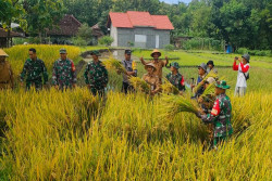 Berkat Program Irigasi Perpompaan, Petani Gunungkidul Panen Padi Lebih Awal