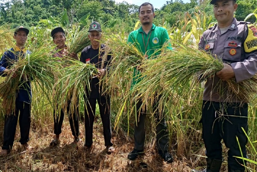 Berkat Sistem Tumpangsari, Petani Gunungkidul Bisa Panen 2 Komoditas Pangan di Lahan yang Sama