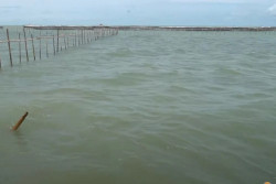 Heboh Pagar Laut: Perusahaan Milik Konglomerat Aguan Akui Pemilik SHGB Pagar Laut Tangerang