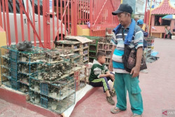 Pedagang Burung Pipit Ketiban Rezeki Saat Imlek, Dibeli untuk Dilepaskan Kembali