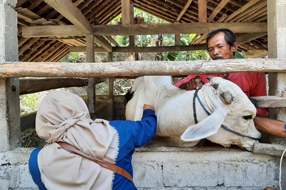 Sapi Sembuh PMK Kulonprogo Sudah 7 Ekor, Akhir Bulan Ditarget 2.300 Ternak Tervaksin