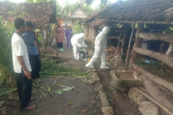 Terindikasi PMK, Sapi asal Bantul dan Kulonprogo Ditolak Masuk Pasar Hewan Ambarketawang