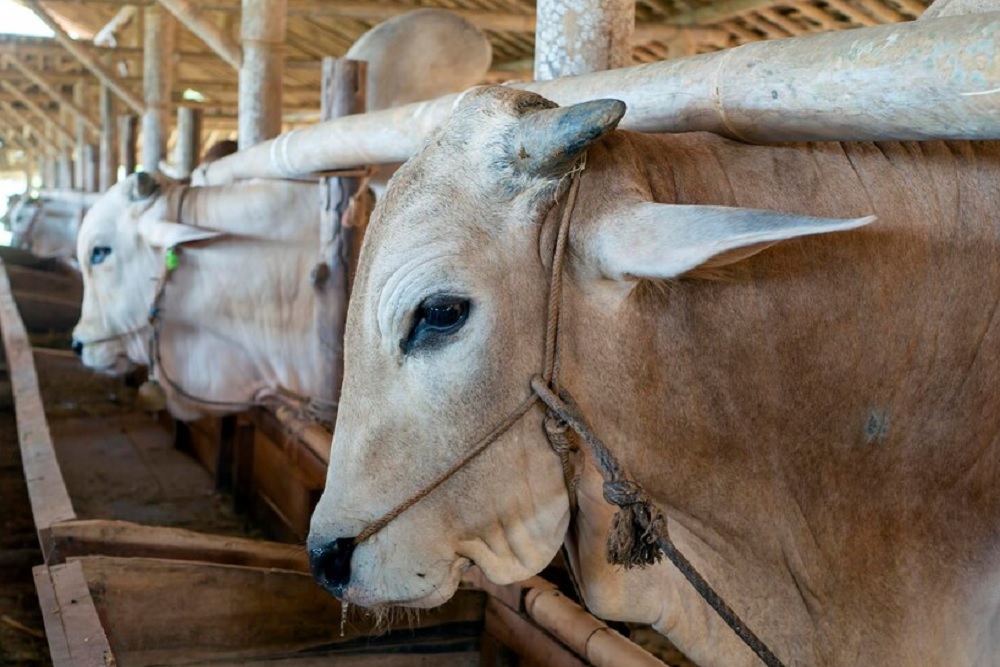 Lebih Dari 6.000 Pedet Lahir dari Program Inseminasi Buatan di Sleman