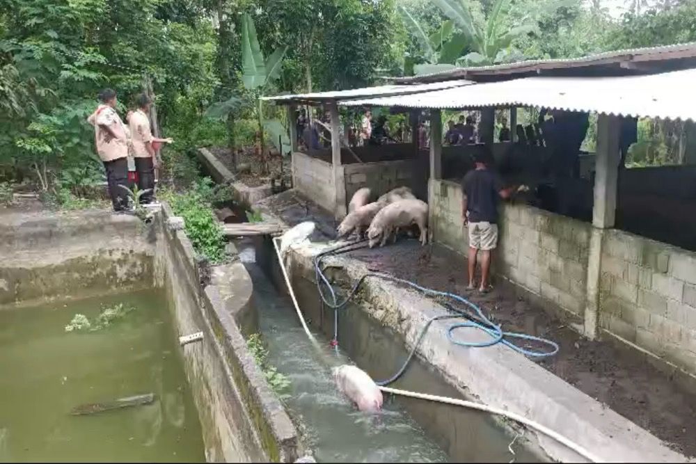 Tak Terima Ada Peternakan Babi, Warga Ngepet, Srigading Lakukan Aksi Lepas Babi