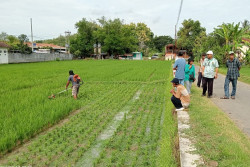 Petani di Kulonprogo Mendapat Pelatihan Cara Memangkas Padi yang Baik dan Benar, Ini Tujuannya