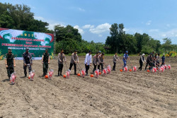 Dukung Ketahanan Pangan Kapolri Tanam Jagung di Bantul