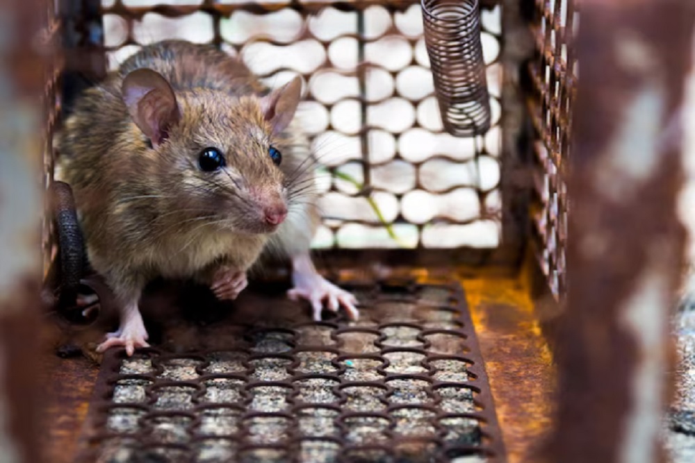 Lomba Berburu Tikus di Minggir Sleman, Pemkab Beri Reward Rp3.000 Per Tikus