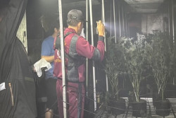 Rumah Budi Daya Ganja Empat Lantai di Thailand Terbakar, Warga Sekitar Tertawa Tanpa Alasan