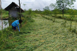 Dampak Cuaca Ekstrem, Tanaman Padi Milik Petani Paliyan Gunungkidul Rata dengan Tanah