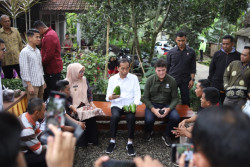 Jokowi Dorong Alpukat Desa Peron Tembus Pasar Internasional