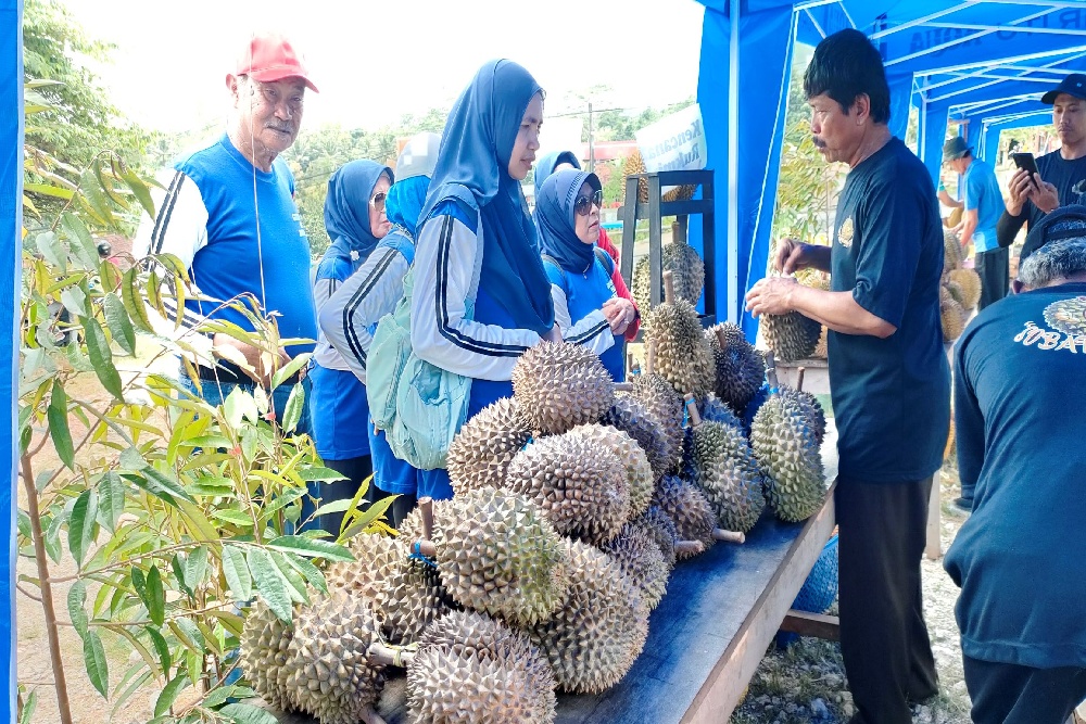 Terdampak Cuaca Ekstrem, Panen Durian Gunungkidul Menyusut