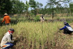 Hidup Segreng di Lahan Karst, Cara Khas Petani Berdaya