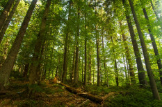 Hutan Ternyata Bisa Jadi Tempat Terapi untuk Memulihkan Kesehatan Fisik dan Mental