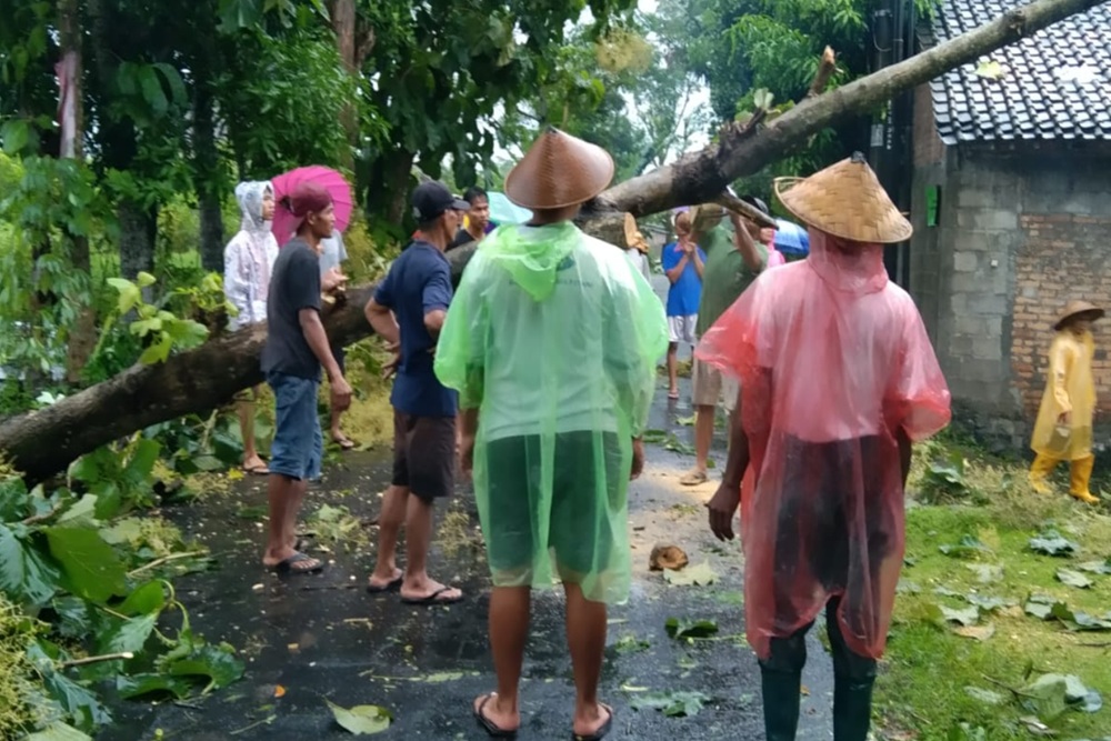 Hujan Deras dan Angin Kencang di Sleman, Sejumlah Pohon Tumbang Menimpa Rumah