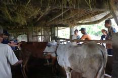 Jelang Lebaran, Jual Beli Sapi di Pasar Hewan Imogiri Belum Pulih