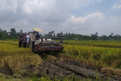 Wamentan Minta Petani Tak Jual Padi di Bawah HPP