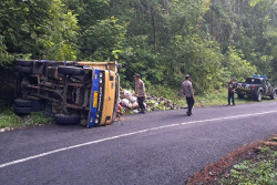 Truk Pengangkut Tanaman Hias Terguling di Tanjakan Seropan Dlingo