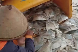 Nelayan Bantul Panen Raya Ikan Bawal, Harga Tembus Rp320.000 per Kilogram