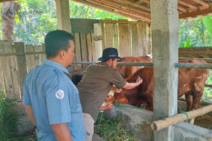 Cegah Penyebaran Antraks, Ternak di Zona Merah Gunungkidul Akan Divaksin