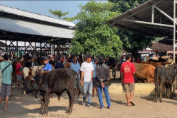 Kasus Antraks Tak Pengaruhi Aktivitas di Pasar Hewan Gunungkidul