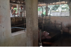 Warga Persoalkan Bau dari Kandang Babi di Plumutan, Peternak Buka Suara