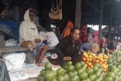 Berwisata ke Papua Pegunungan, Pulang Bawa Oleh-Oleh Markisa dari Lembah Baliem