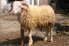 Kabupaten Bogor Jadi Pusat Kontes Domba Kambing Nasional