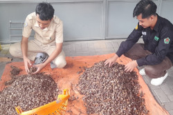 Kenaikan Tarif Impor AS, APMI Dorong Produktivitas Sawit Perkebunan Rakyat